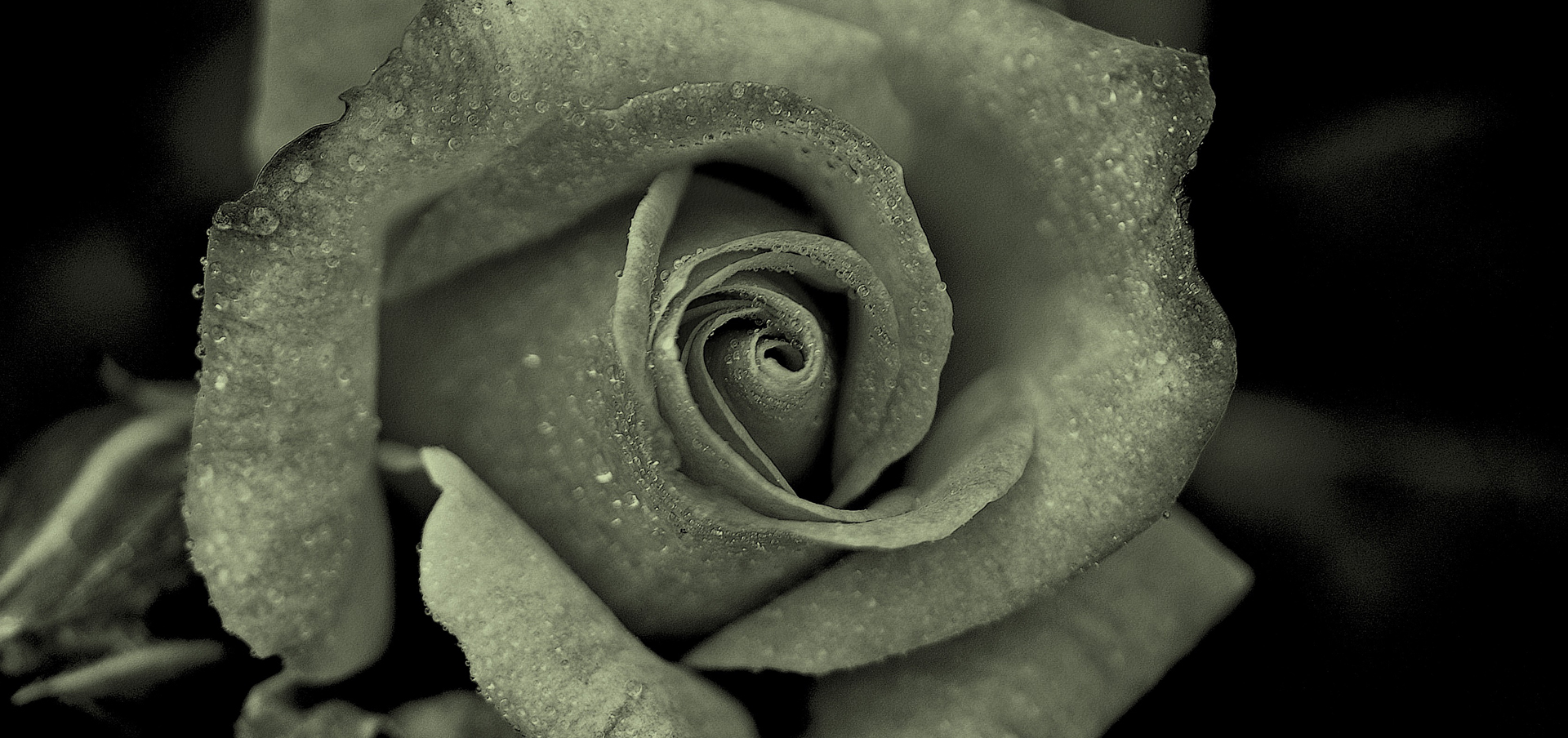 embalmer requirements in connecticut