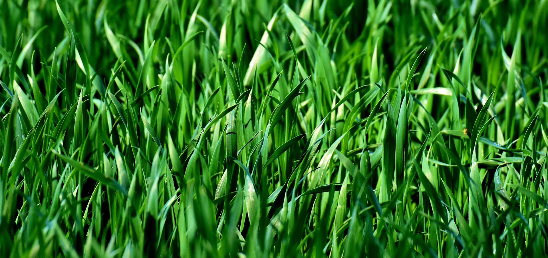 mortuary science job outlook connecticut