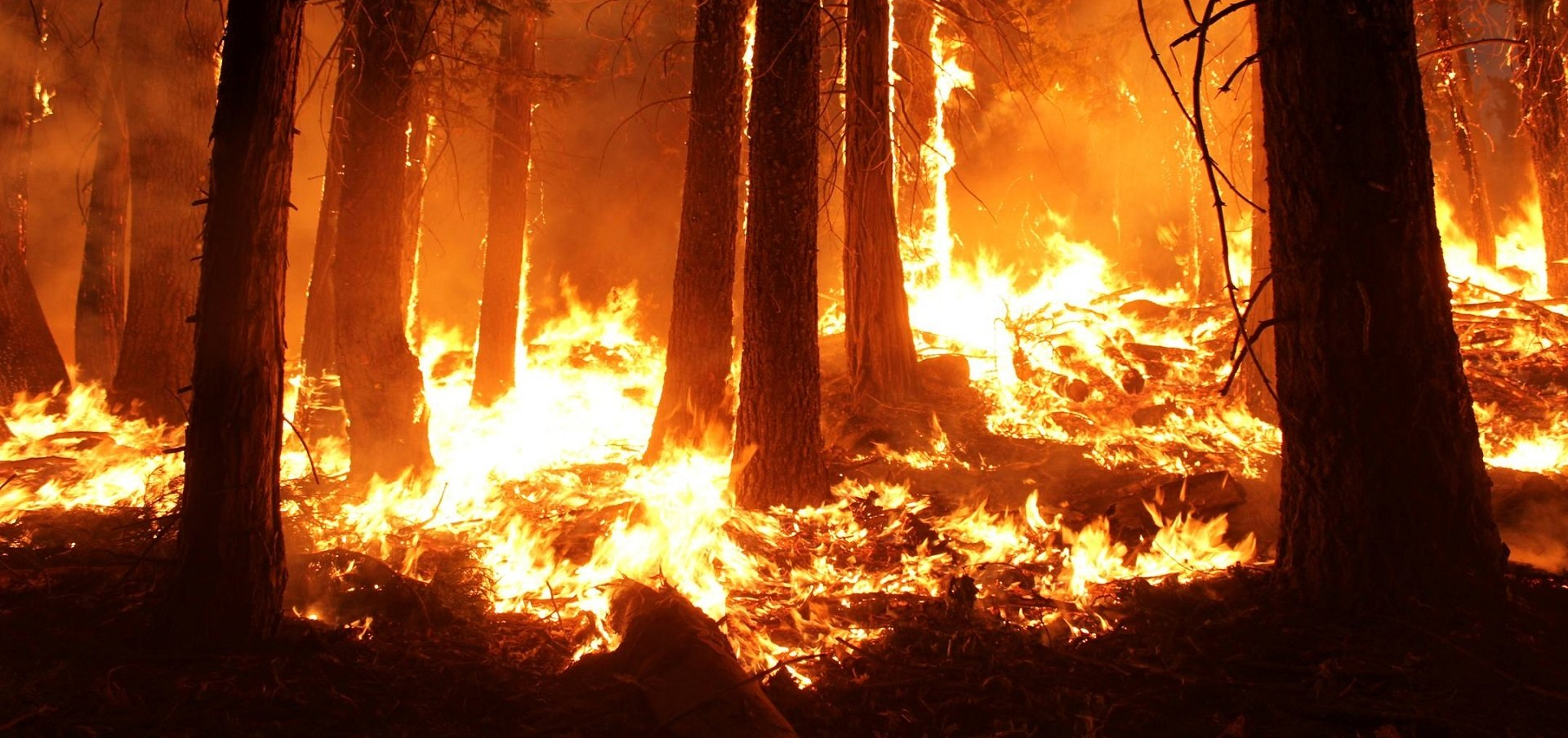 become an emergency management director