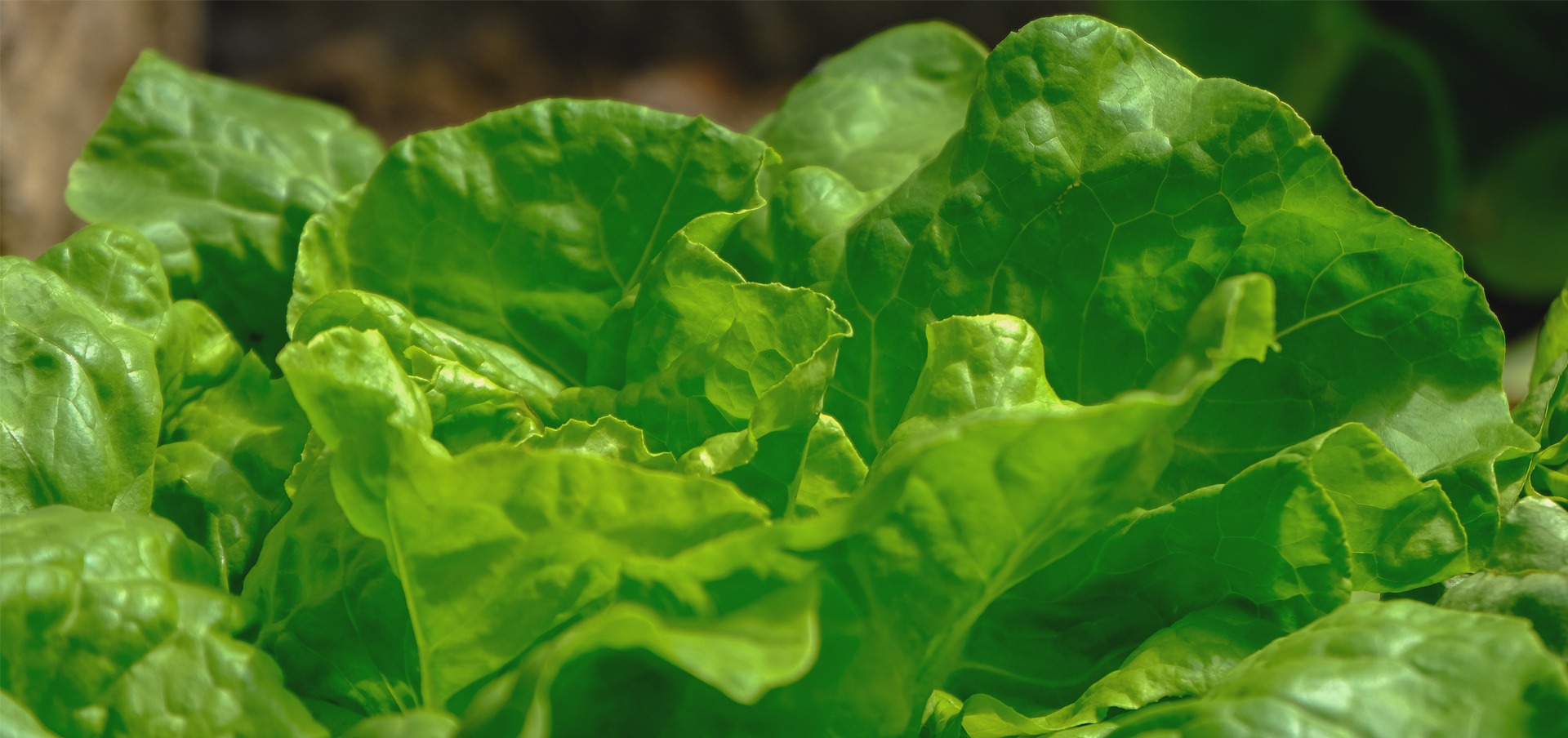 connecticut health inspector requirements