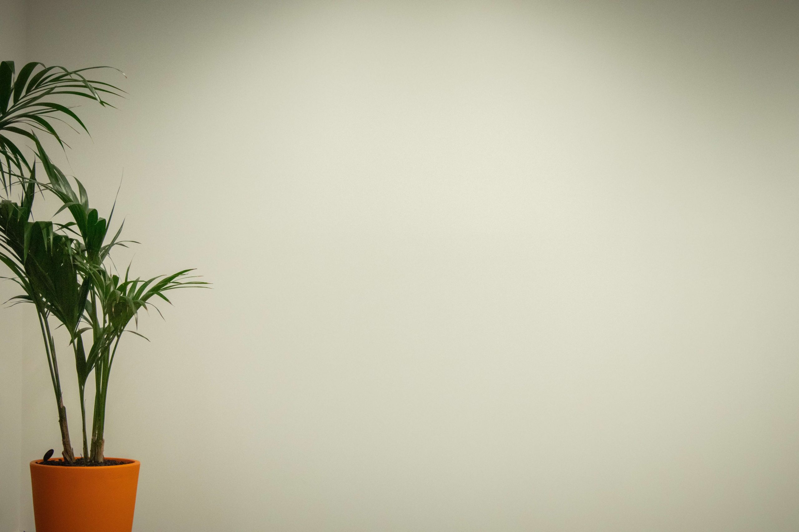 PMHNP vs. Psychiatrist Career Paths Goodwin University