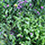 Garden Photo thumbnail 15